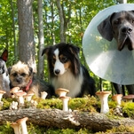 Strays review: Will Ferrell's dog comedy just chases its tail