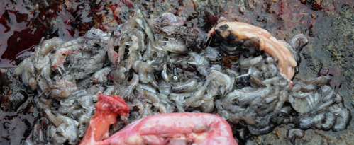 char20stomach20contents